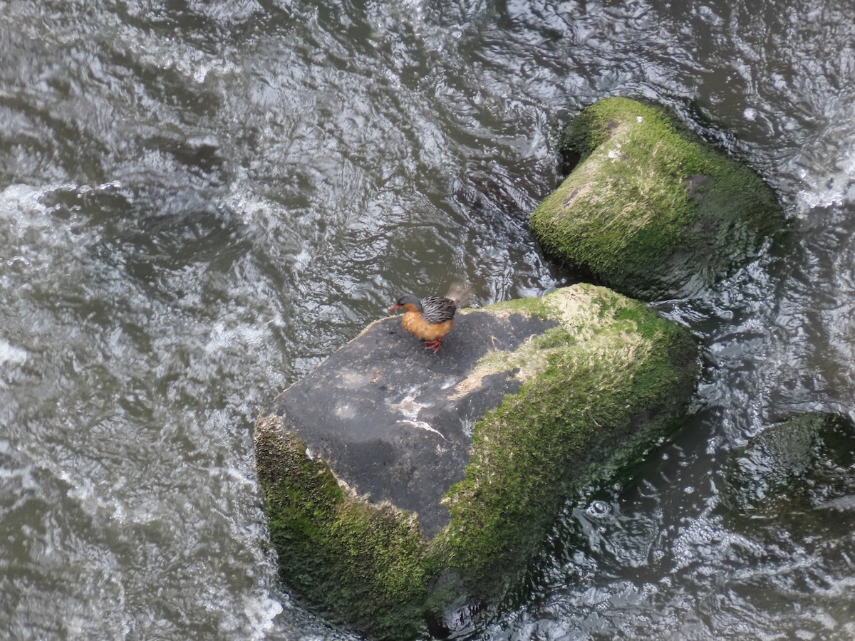 Качка андська - ML645265234