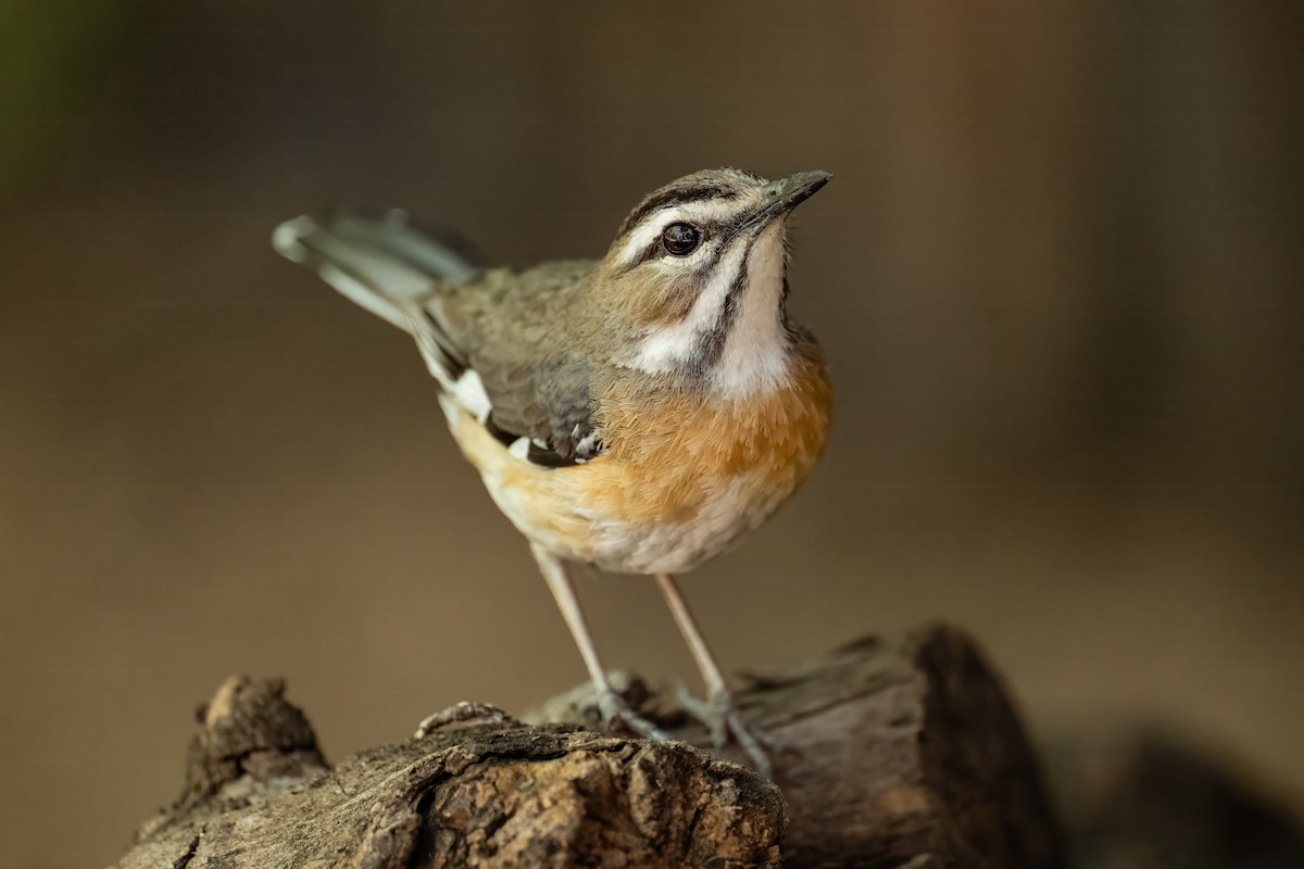 Альзакола білогорла - ML645265235