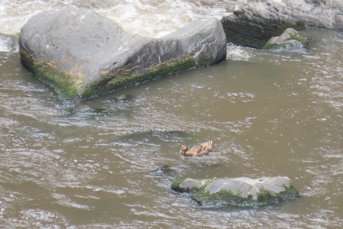 Шилохвіст жовтодзьобий - ML645265237