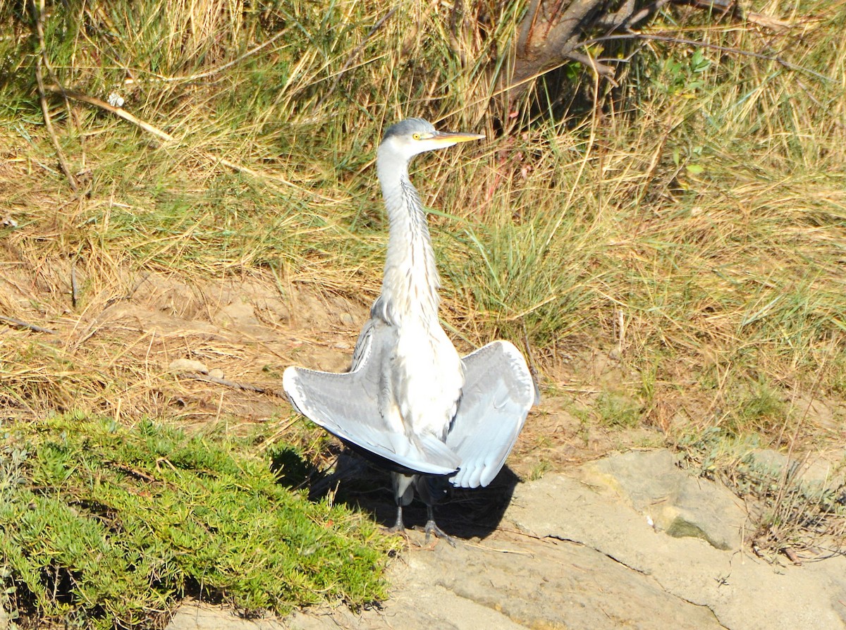 Чапля сіра - ML645265238