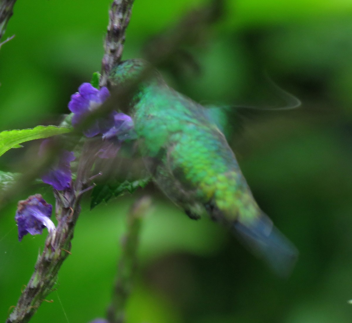 Колібрі-лісовичок синьочеревий - ML645265240