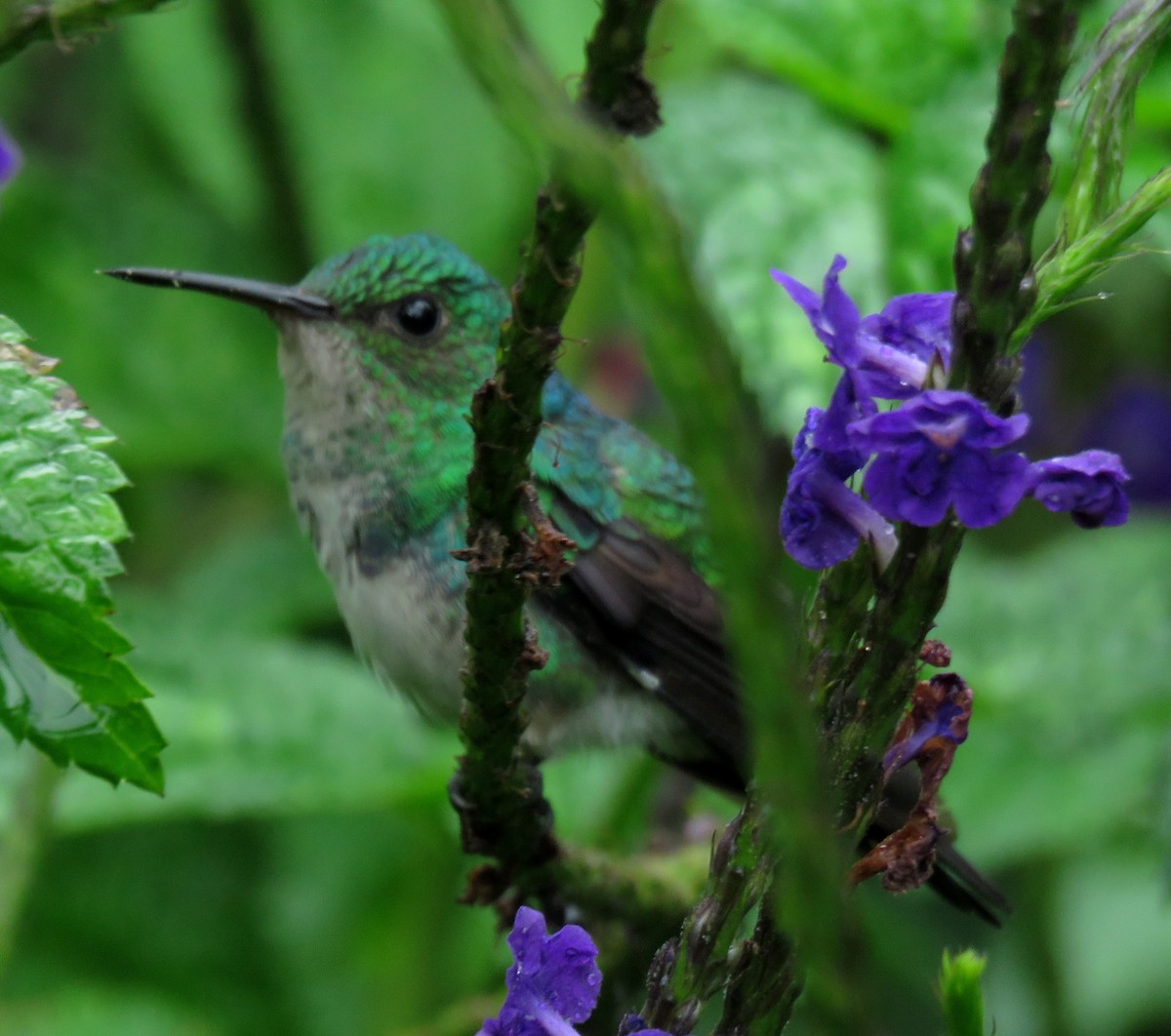 Колібрі-лісовичок синьочеревий - ML645265241