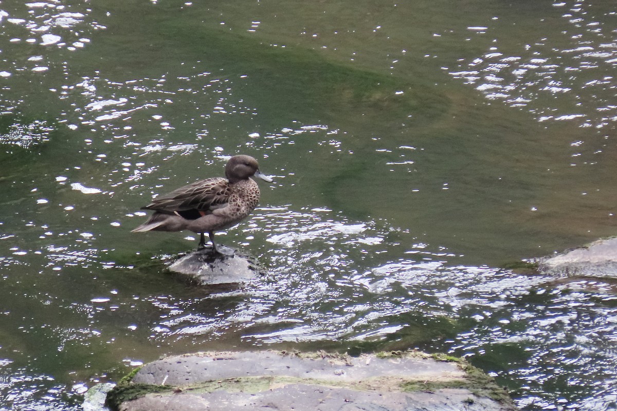 Чирянка андська - ML645265242