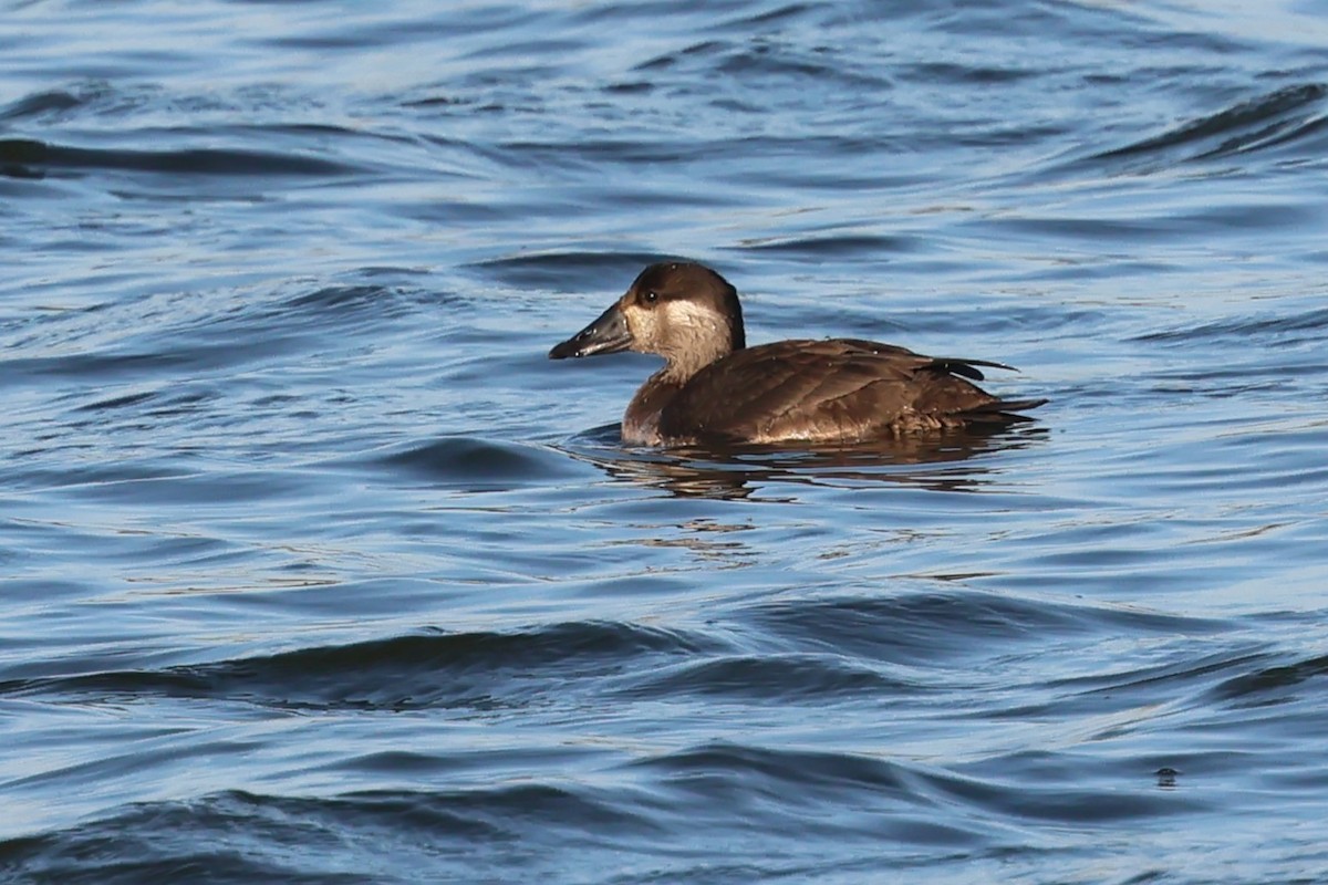 turpan pestrozobý - ML645265244