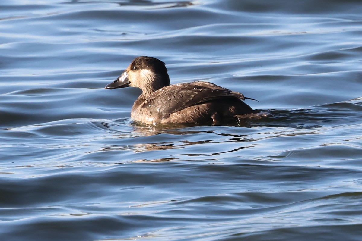 turpan pestrozobý - ML645265245