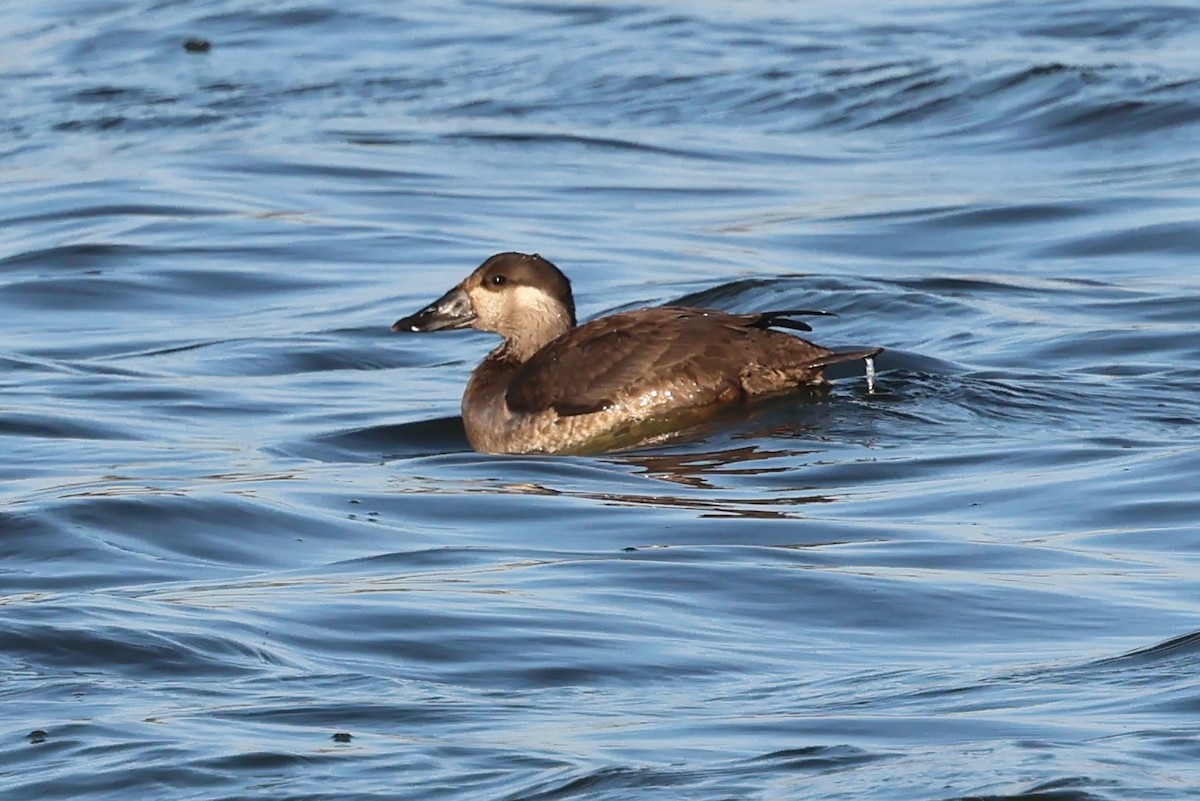 turpan pestrozobý - ML645265246