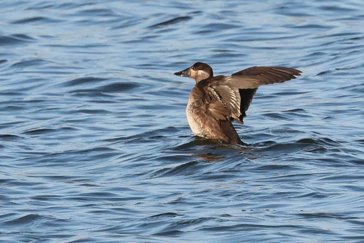 turpan pestrozobý - ML645265247