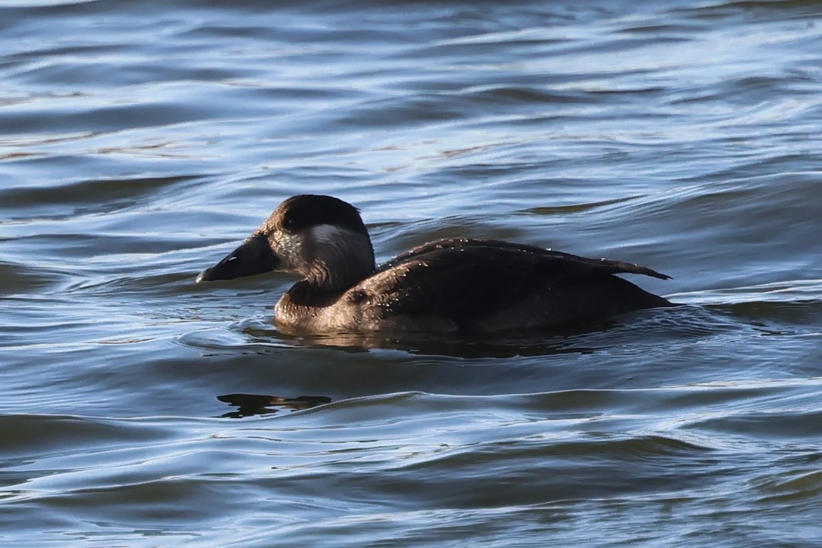 turpan pestrozobý - ML645265248