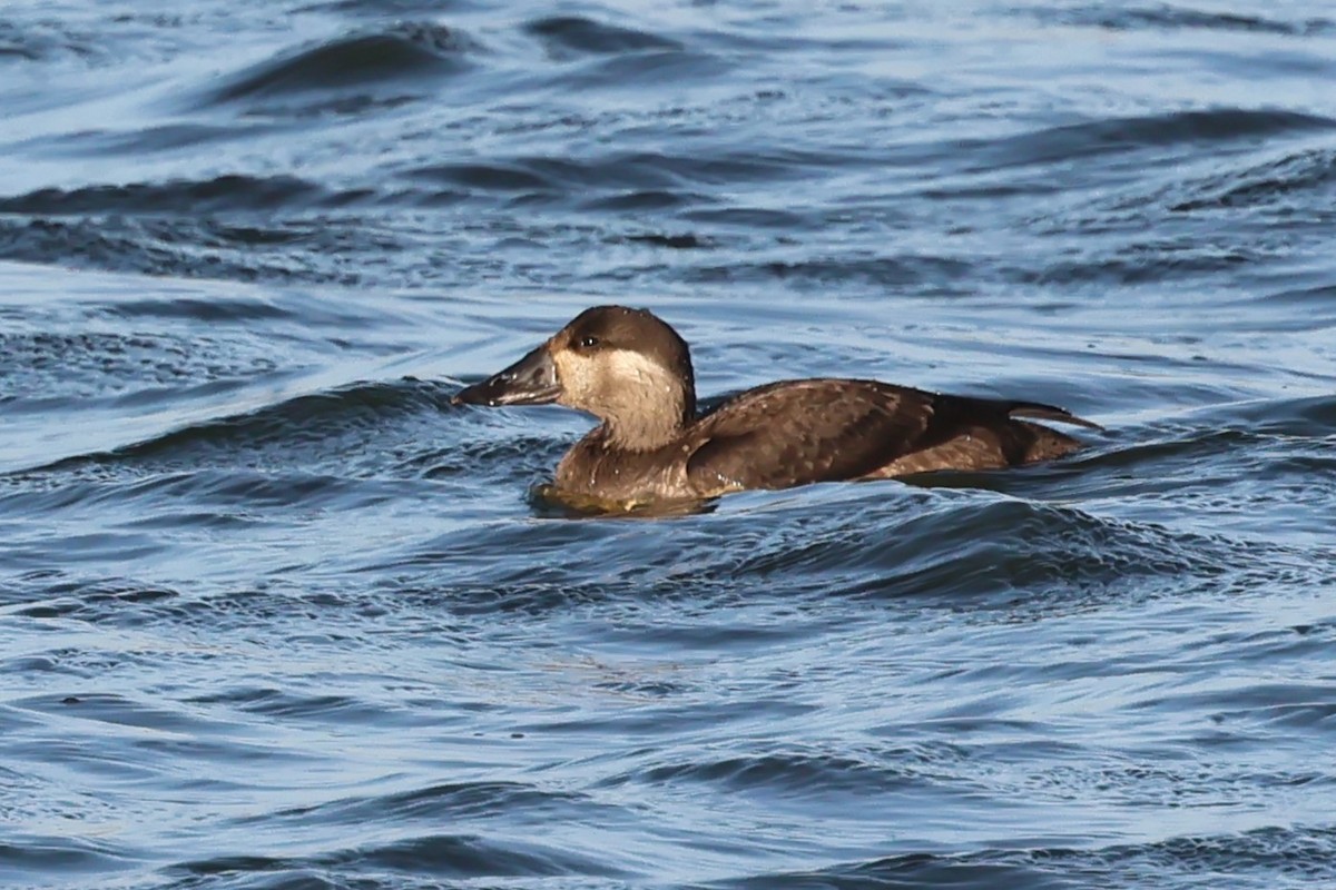 turpan pestrozobý - ML645265249