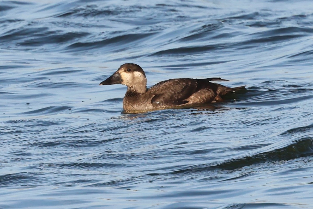 turpan pestrozobý - ML645265250