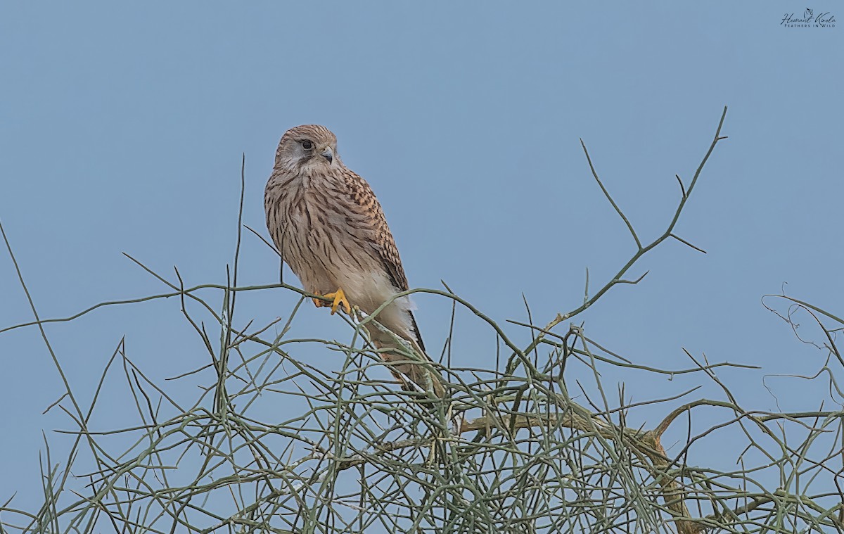 Боривітер степовий - ML645265251