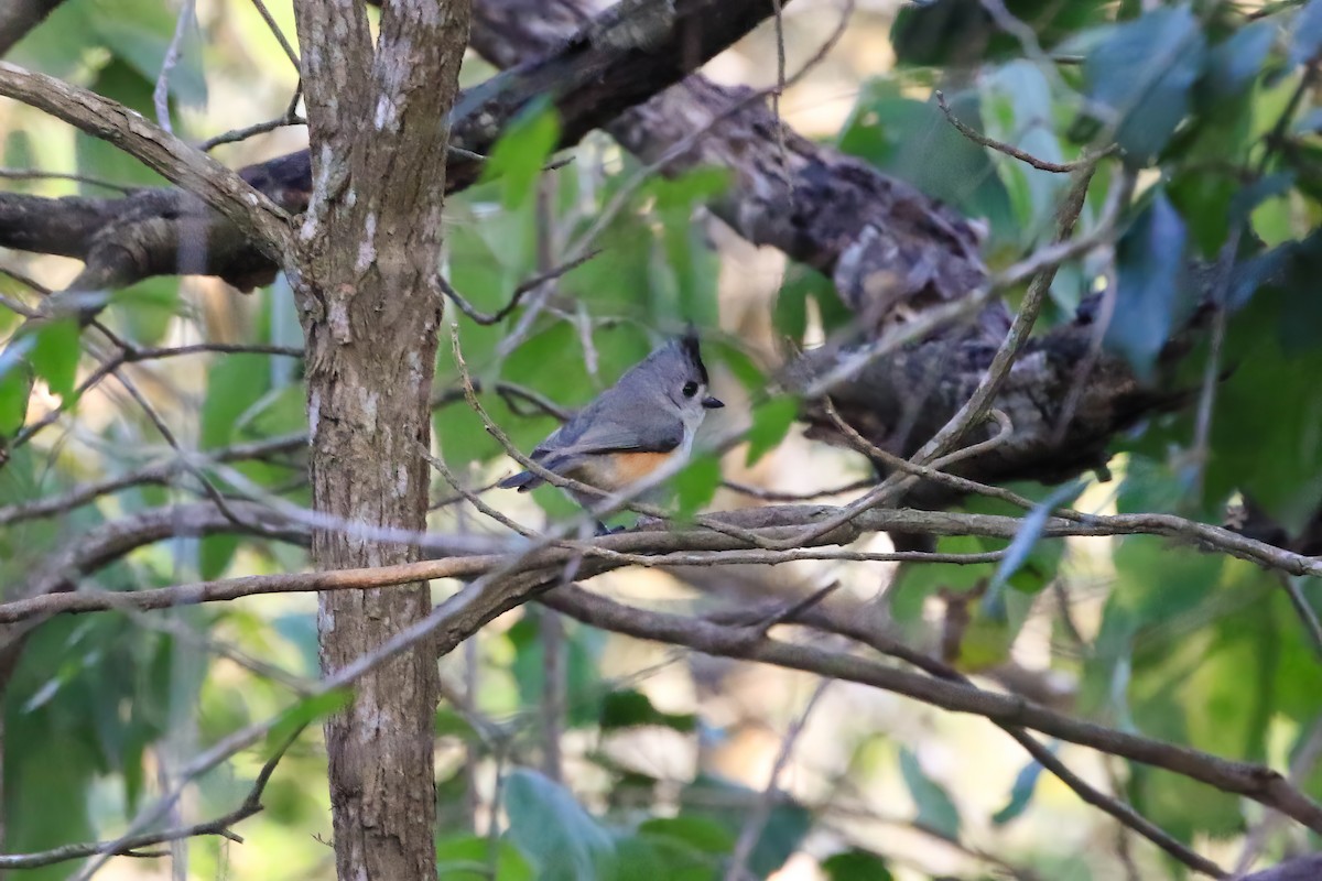 Синиця чорночуба - ML645265252