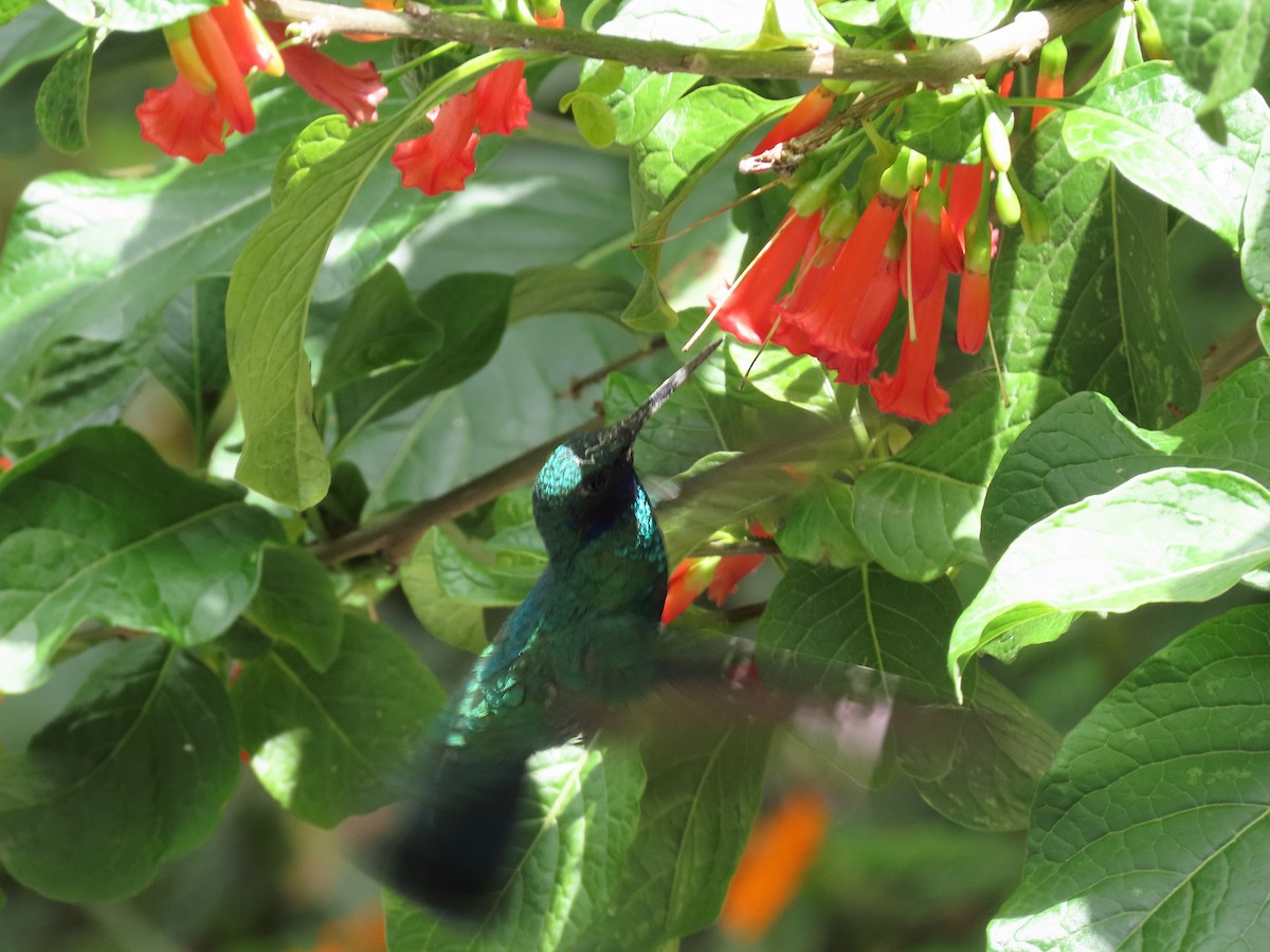 Колібрі синьочеревий - ML645265253