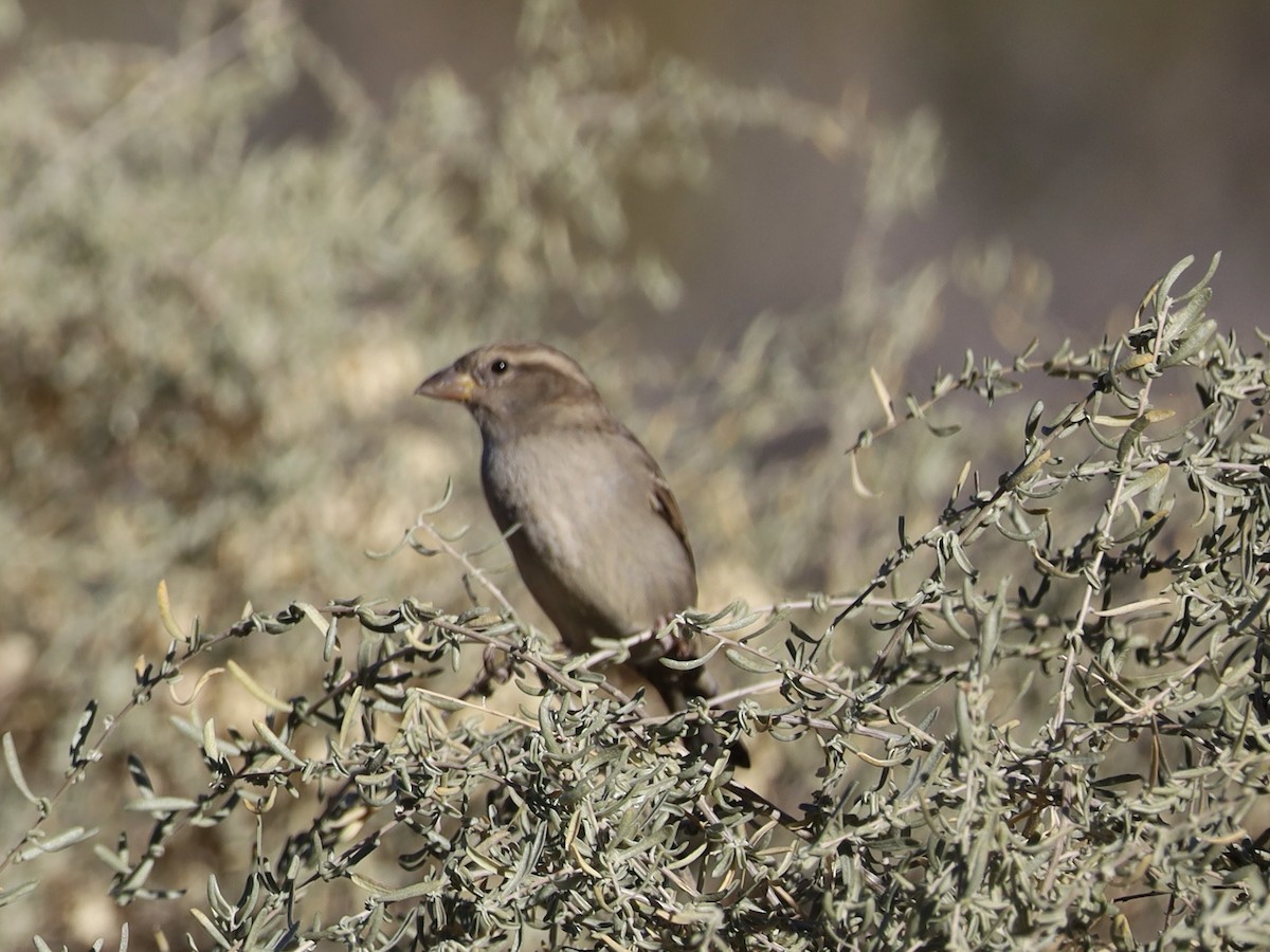 Горобець хатній - ML645265254