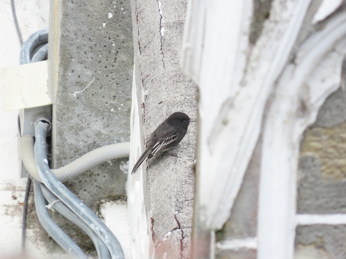 Феб чорний - ML645265255