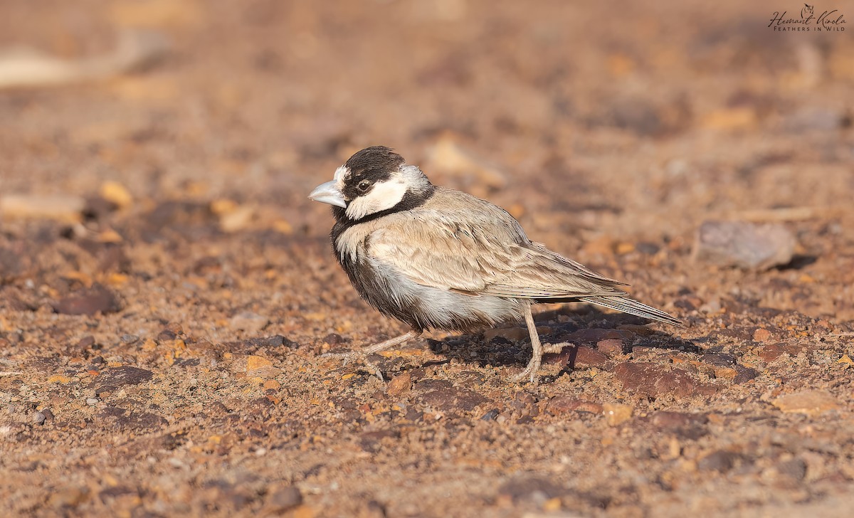 Жервінчик білолобий - ML645265256