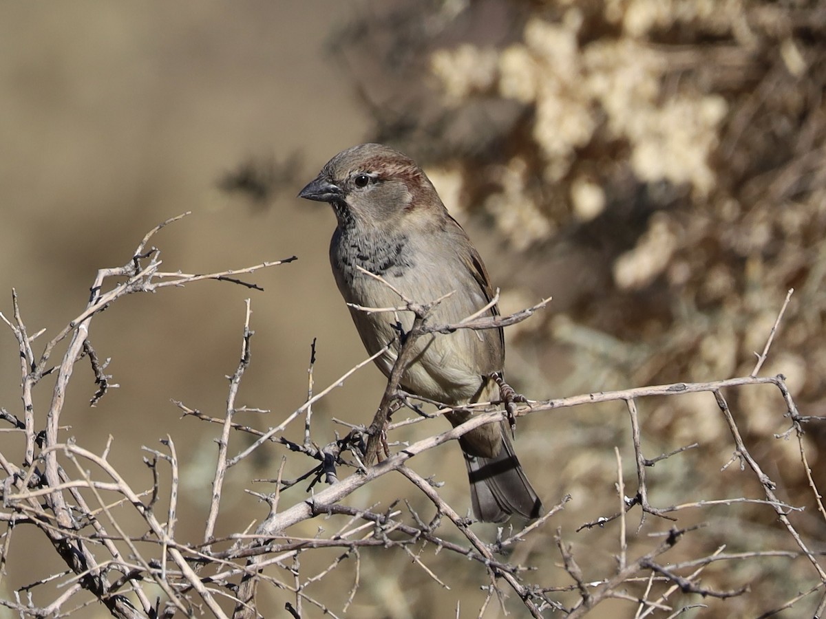 Горобець хатній - ML645265257