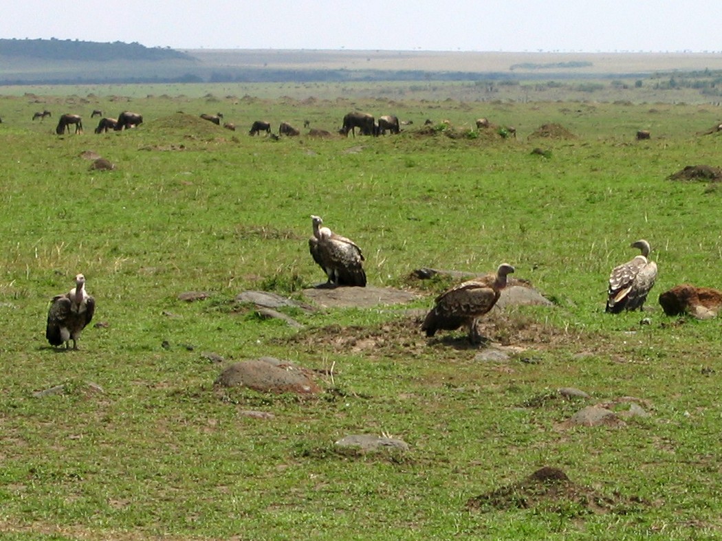 Сип плямистий - ML645265258