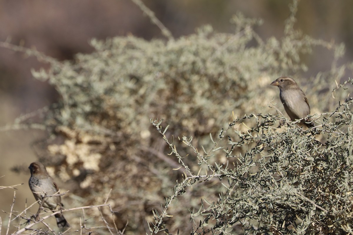 Горобець хатній - ML645265259