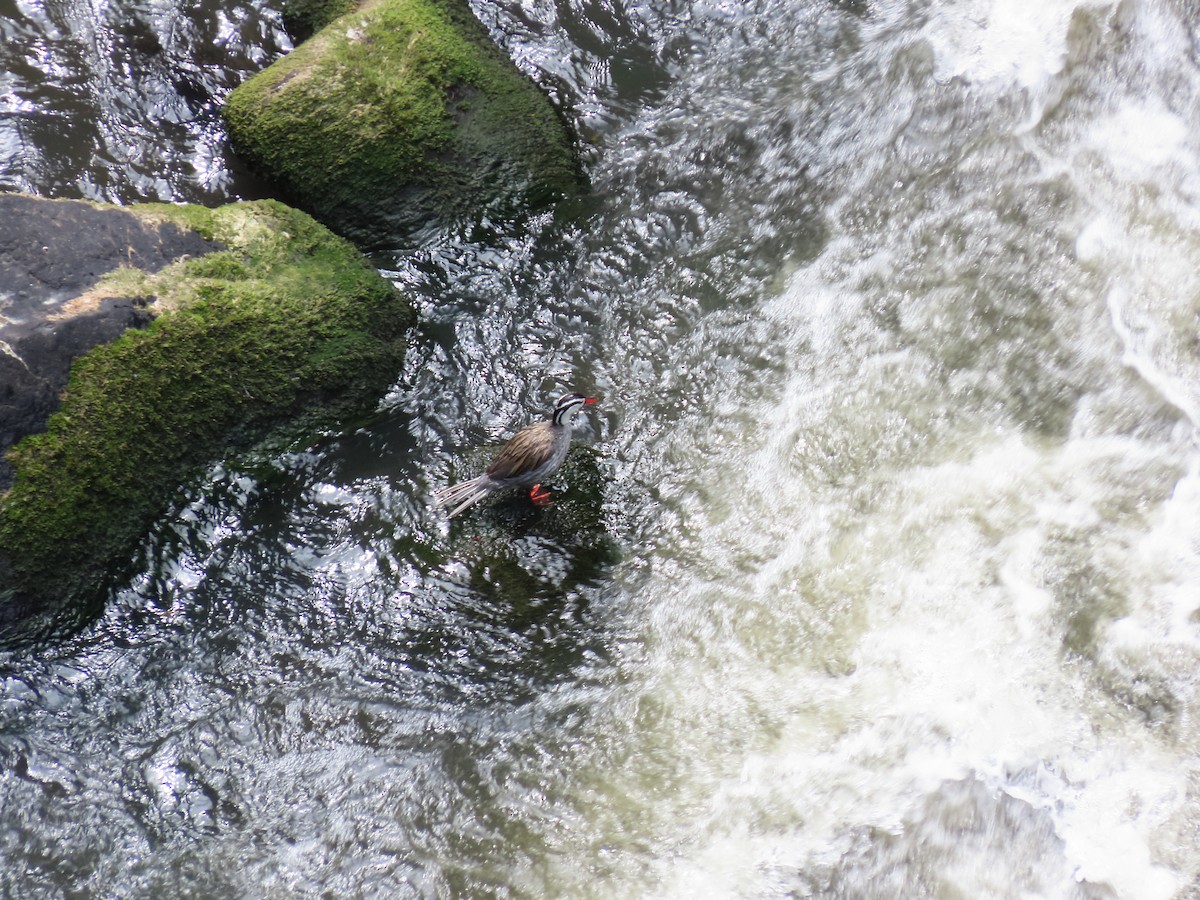 Качка андська - ML645265260