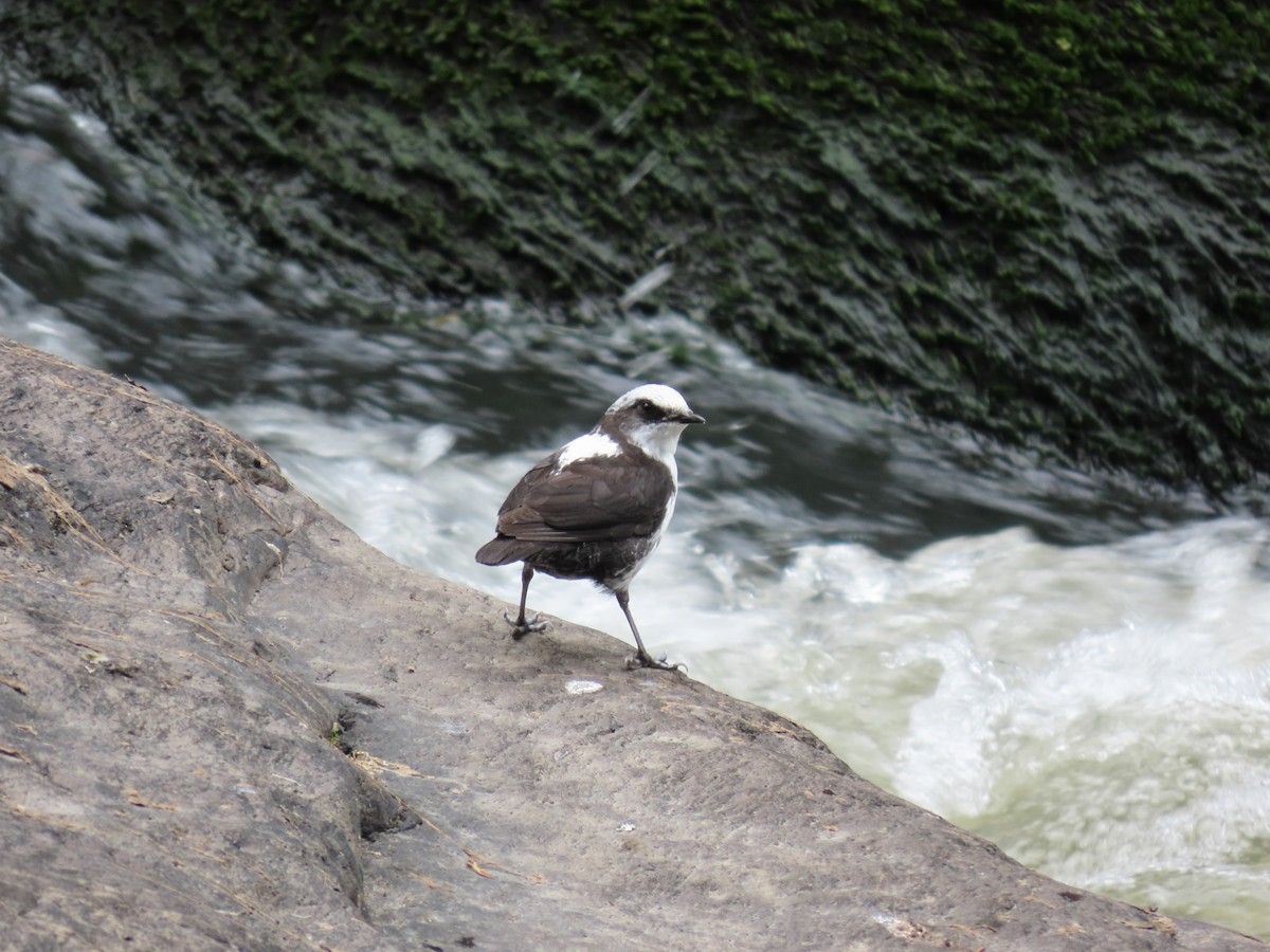 Пронурок білоголовий - ML645265283