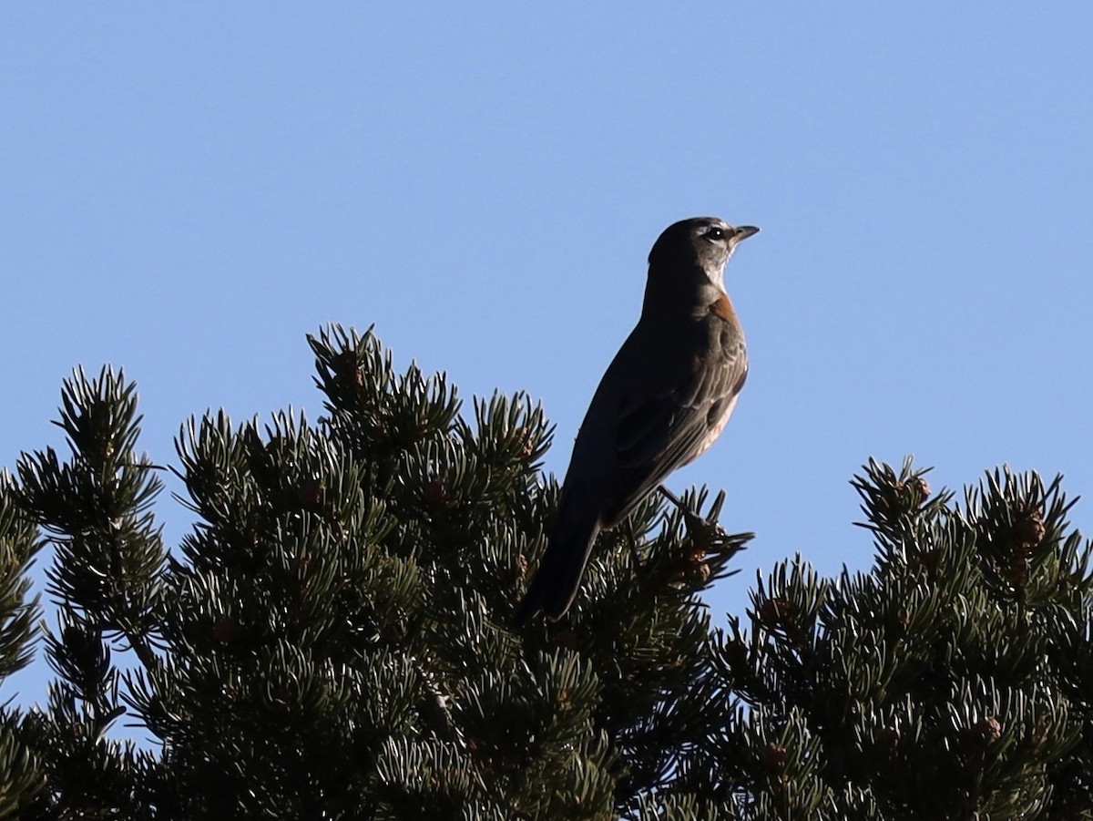 Дрізд мандрівний - ML645265284