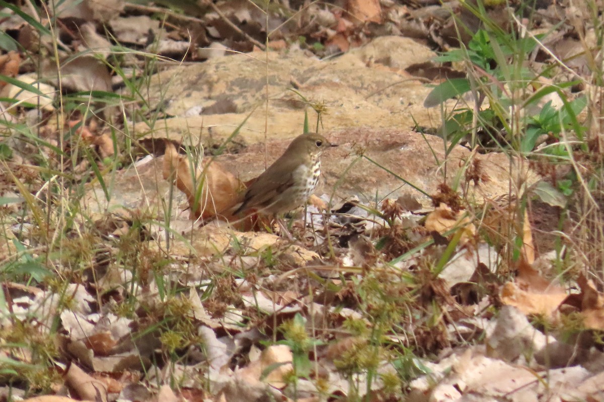 Дрізд-короткодзьоб плямистоволий - ML645265287