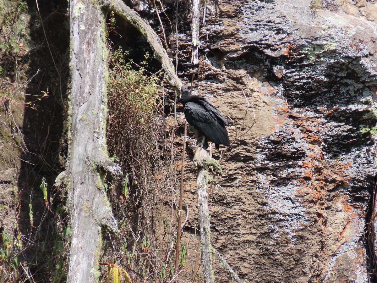 Катарта чорна - ML645265288