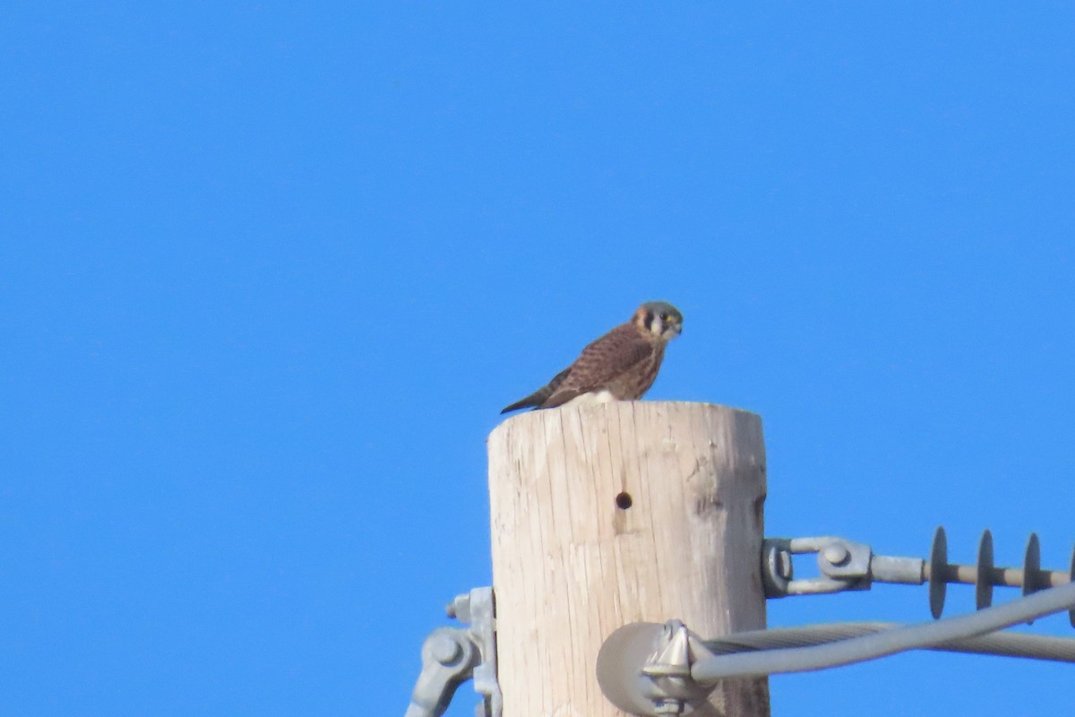 Боривітер американський - ML645265290