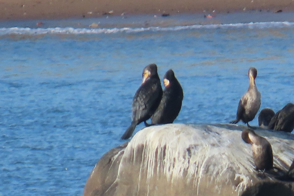 kormorán velký - ML645265292