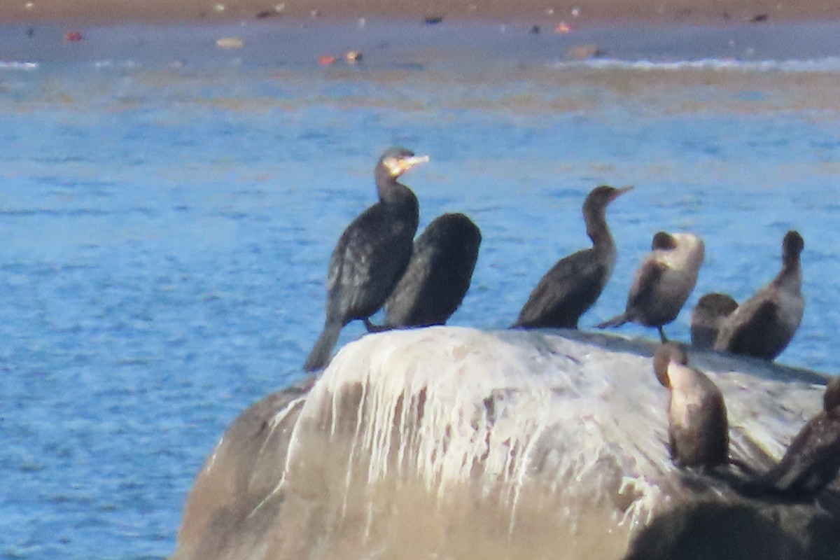 kormorán velký - ML645265293