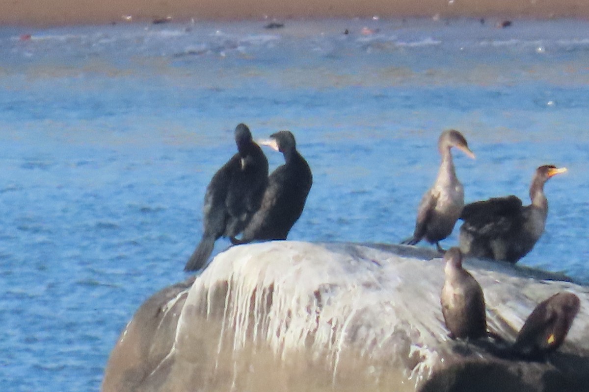 kormorán velký - ML645265294