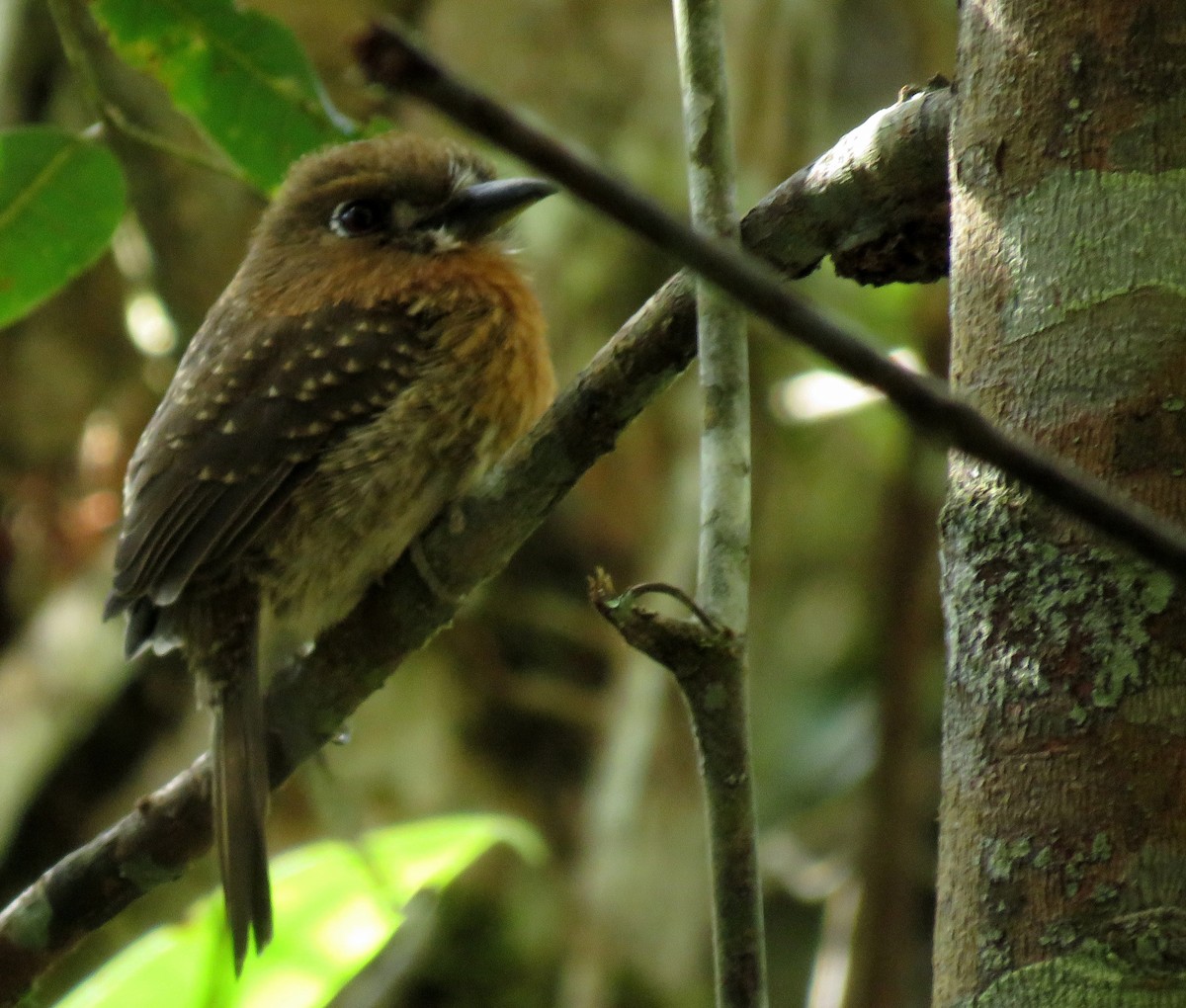 Moustached Puffbird - ML645265298