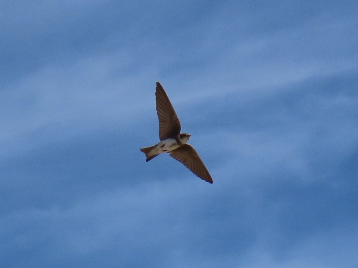 Береговушка - ML645265302