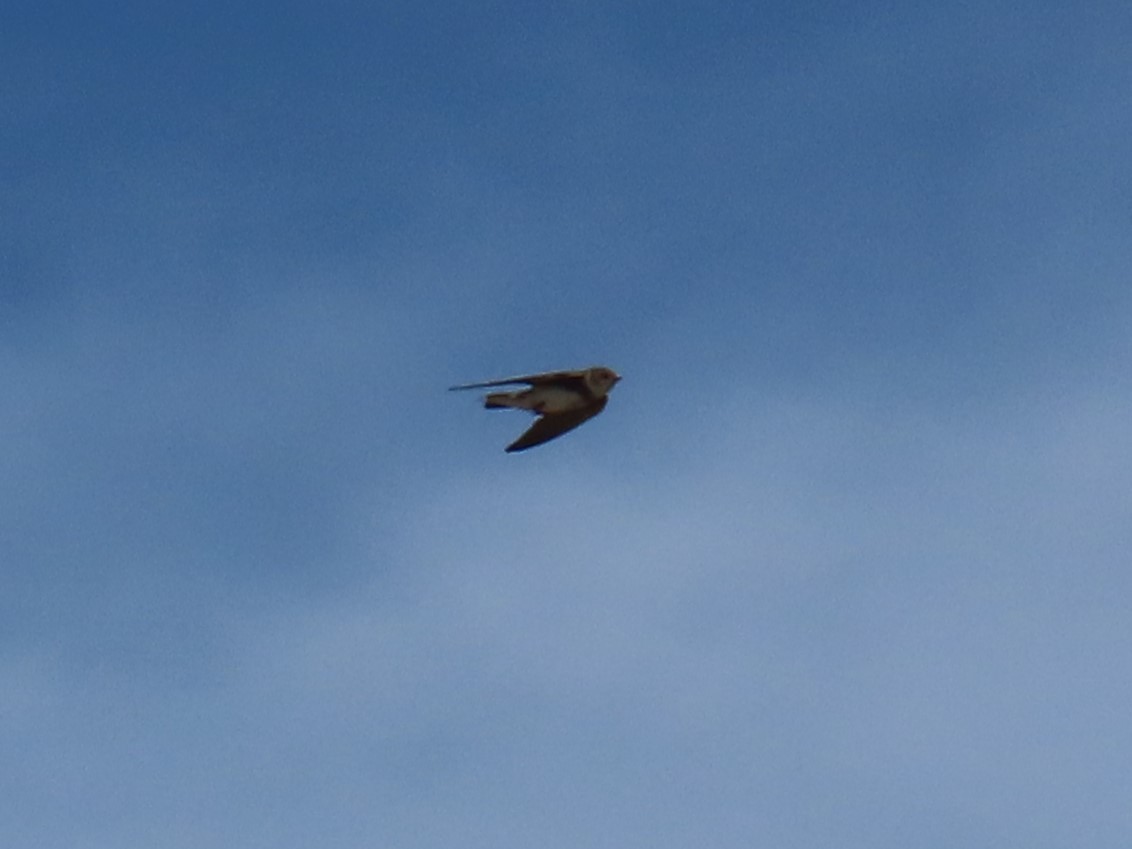 Береговушка - ML645265303