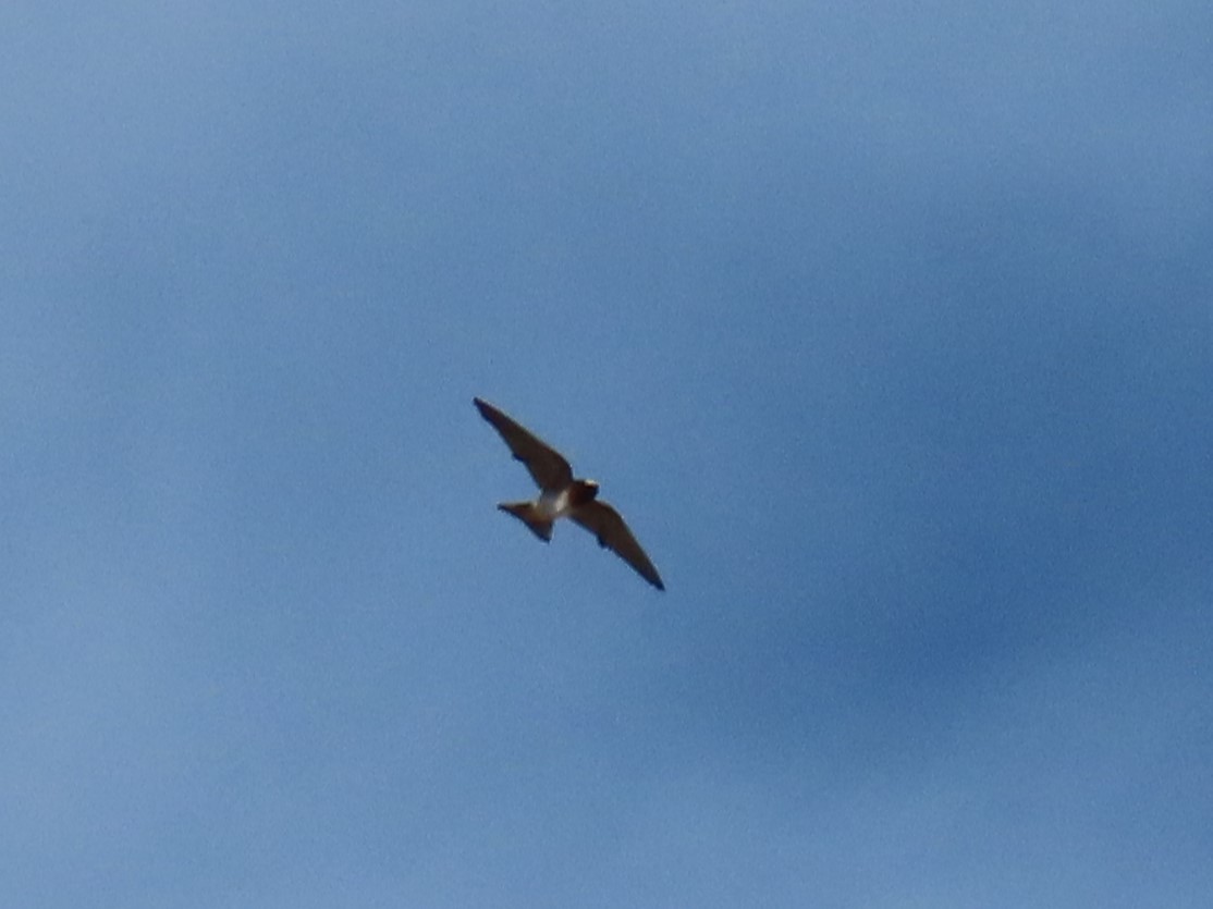 סנונית אמריקנית - ML645265308