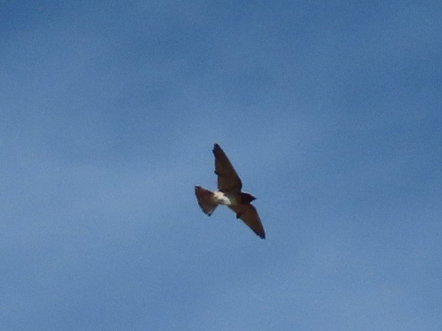 סנונית אמריקנית - ML645265309