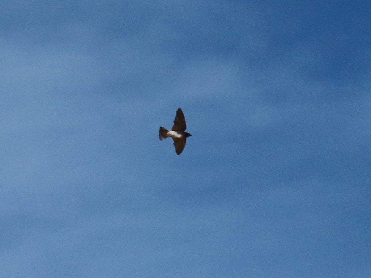 סנונית אמריקנית - ML645265310