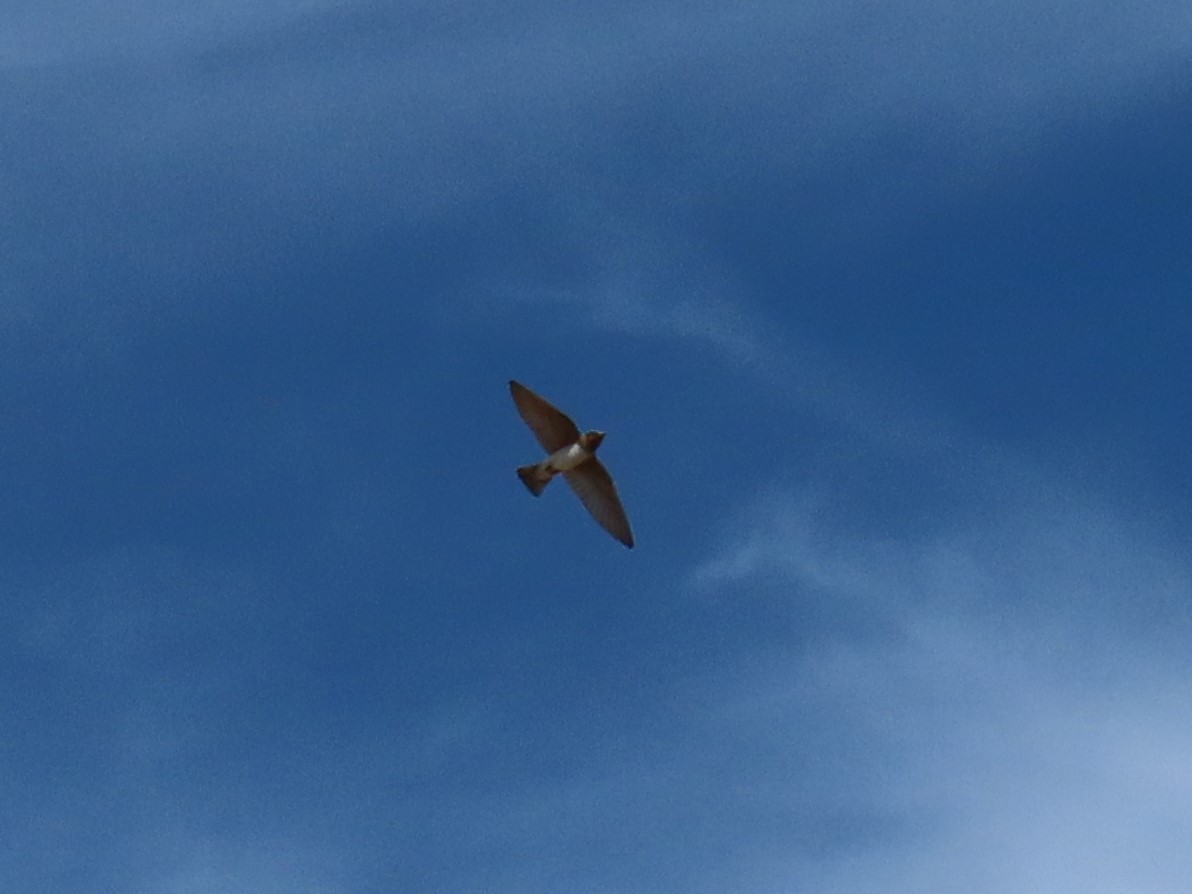 סנונית אמריקנית - ML645265311