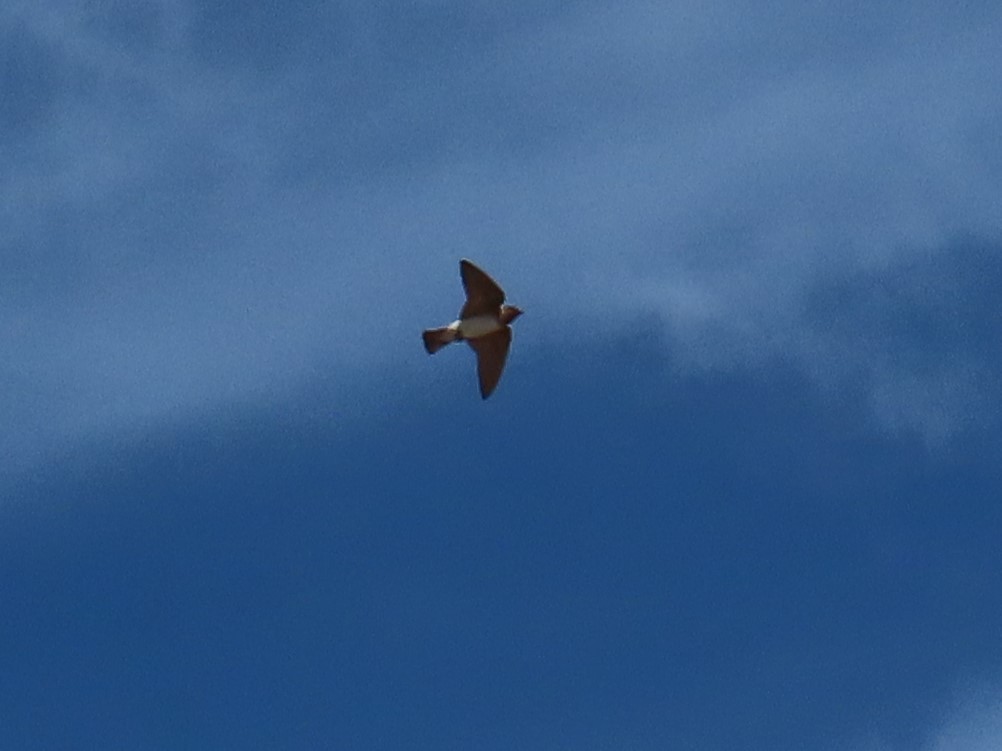 סנונית אמריקנית - ML645265312