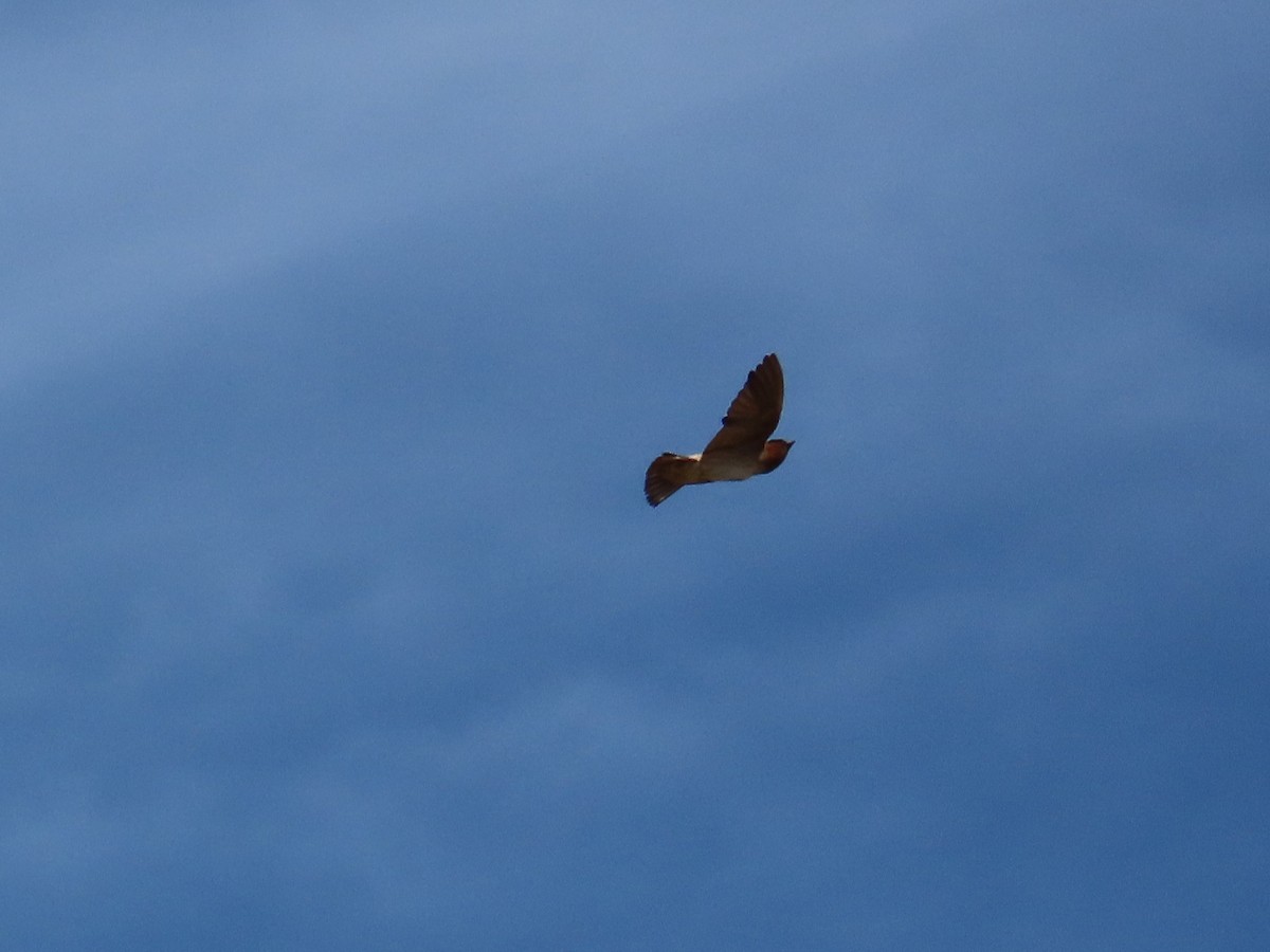 סנונית אמריקנית - ML645265313