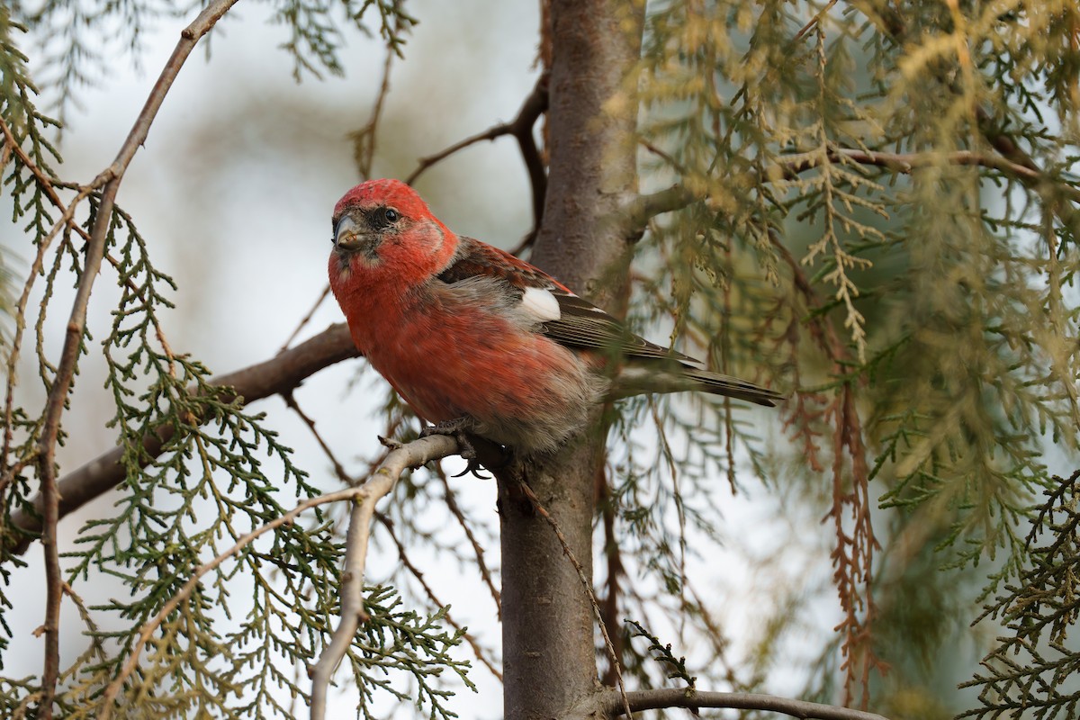 båndkorsnebb - ML645265315