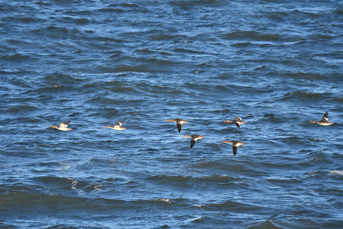 Serreta Mediana - ML645265318