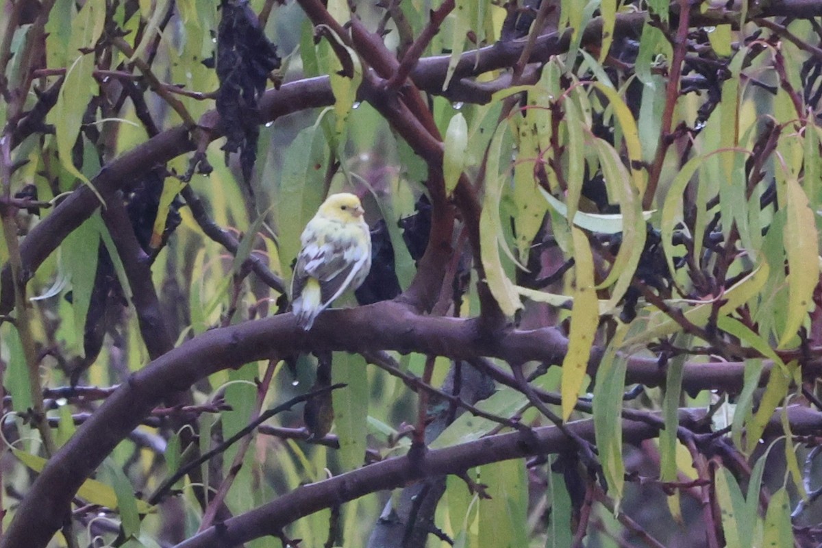 בזבוז אירופי - ML645265320