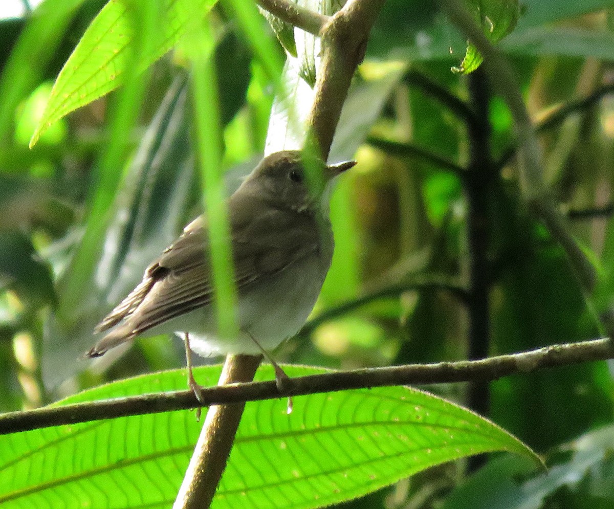 Gray-cheeked Thrush - ML645265323