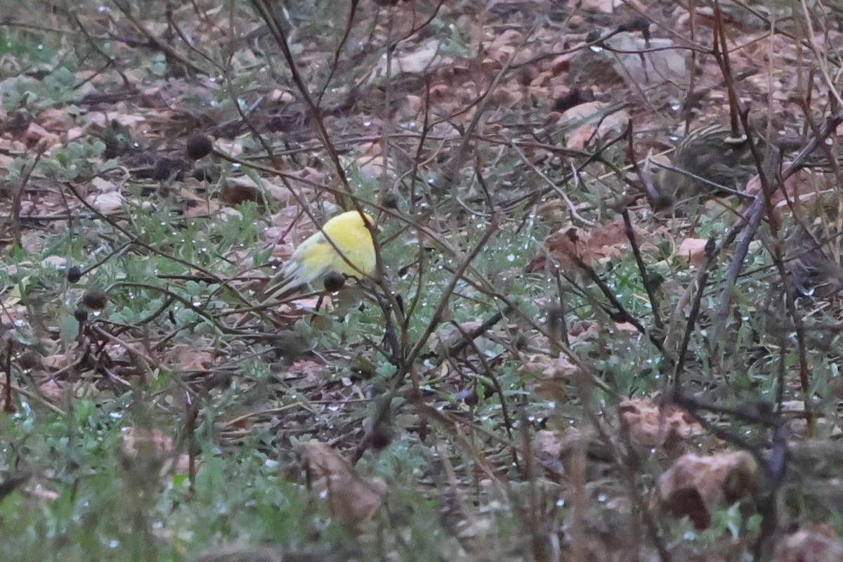 בזבוז אירופי - ML645265324