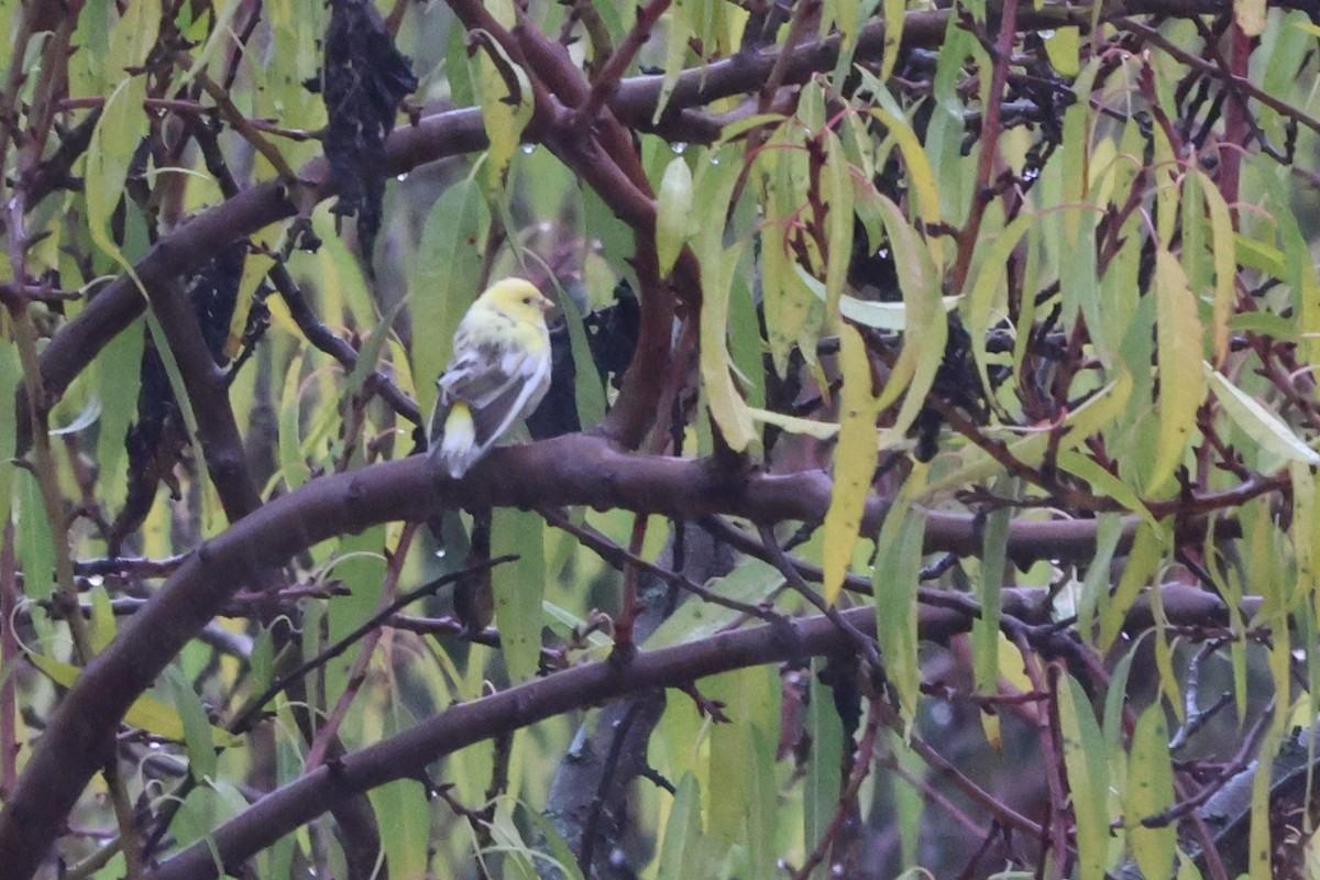 בזבוז אירופי - ML645265325