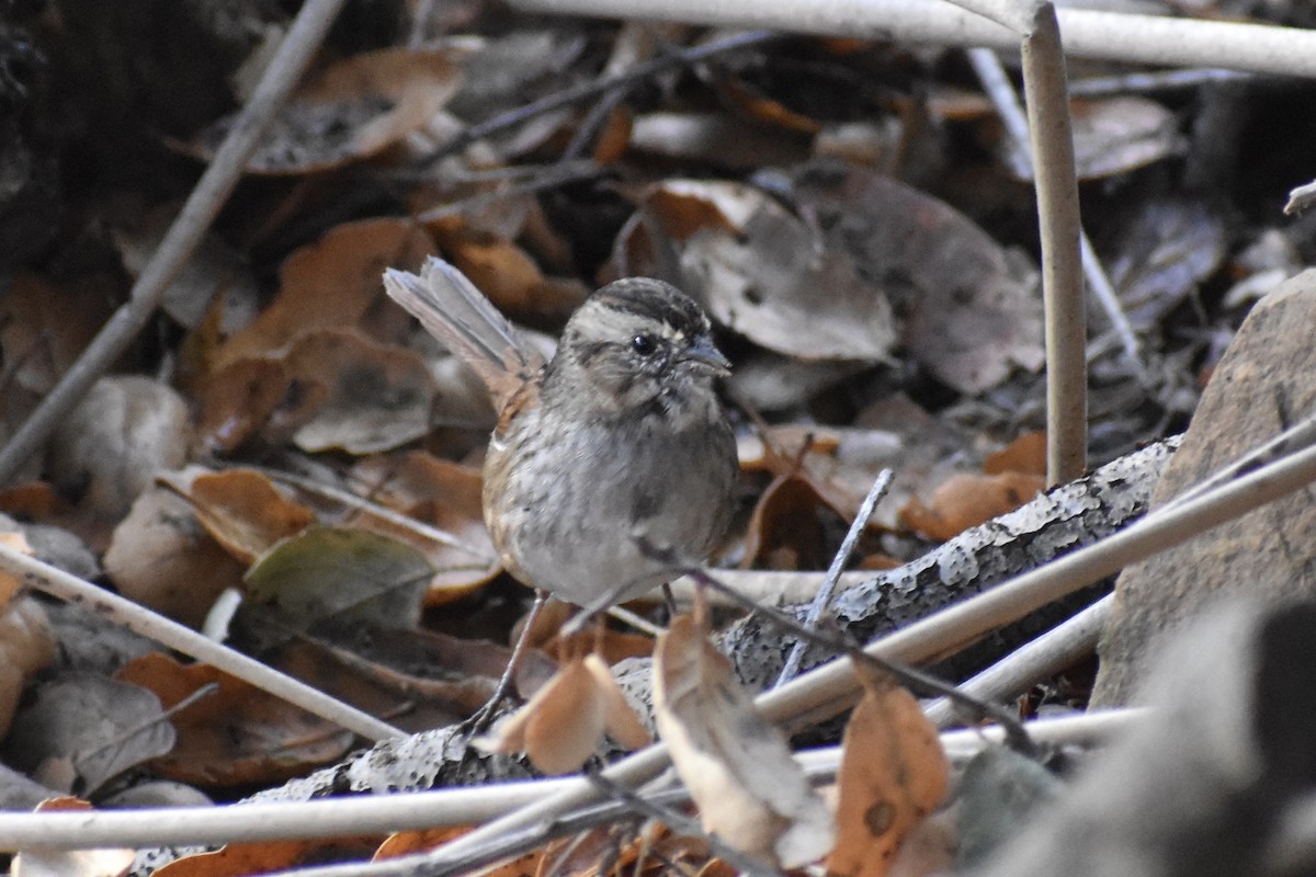 Swamp Sparrow - ML645265329