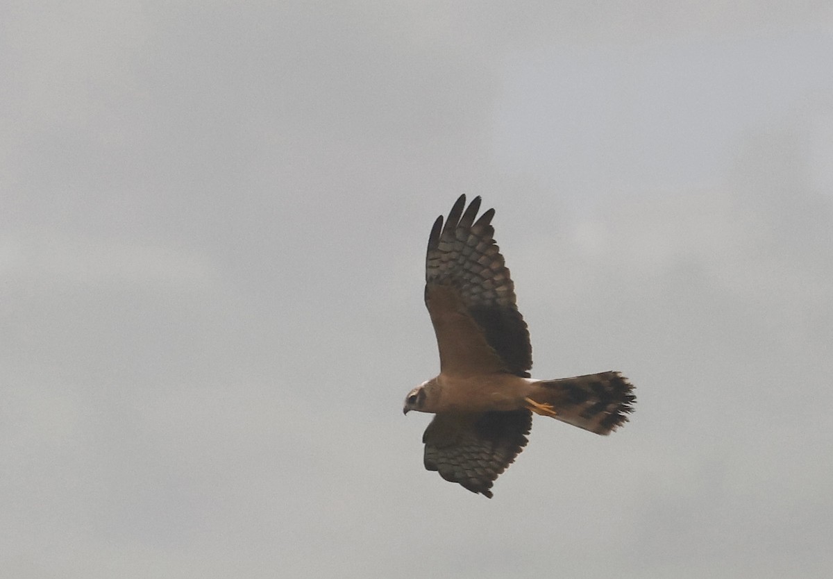 Aguilucho Papialbo - ML645265330