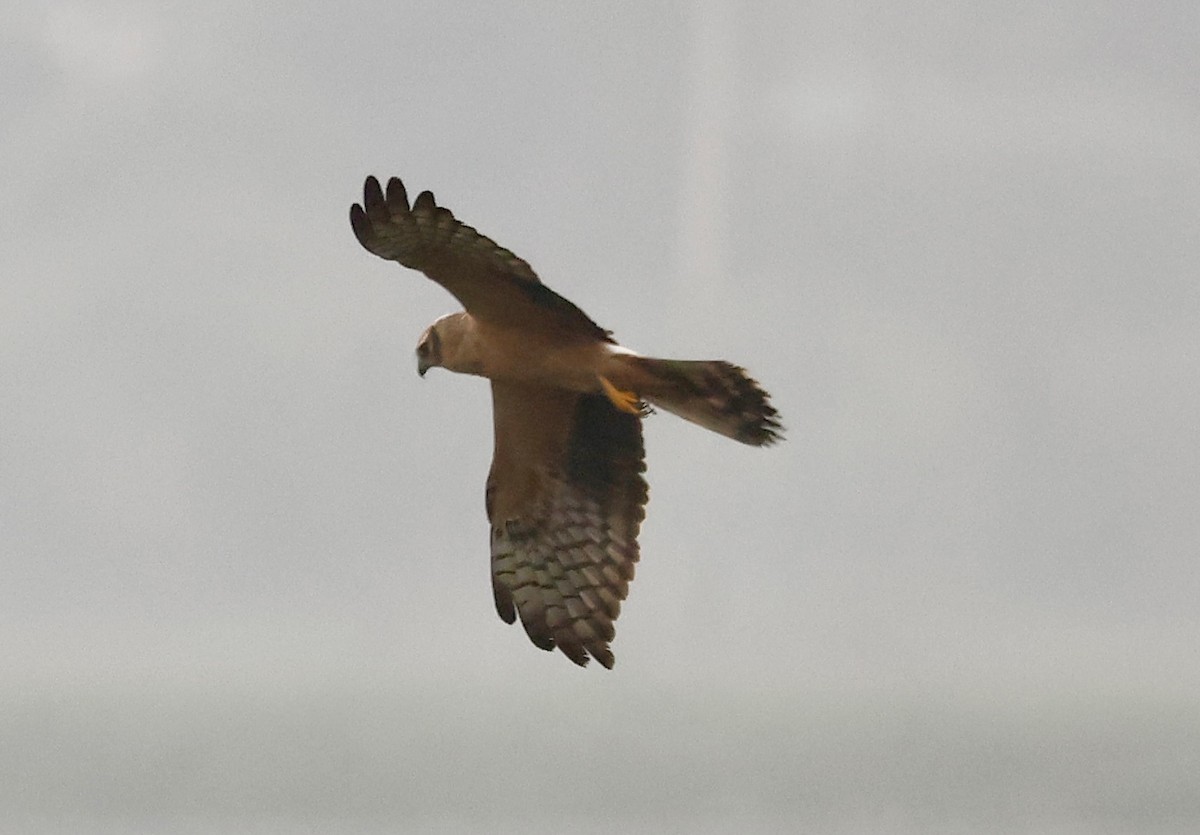 Aguilucho Papialbo - ML645265331